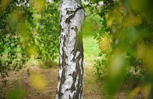 Przytulne Studio Borówkowy Zagajnik - Foto 36