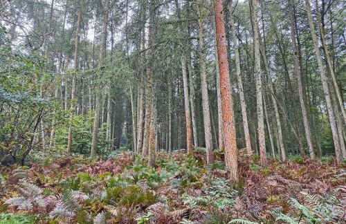 Woodland Lodge - Foto 22