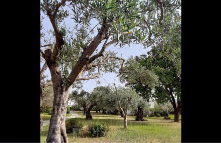 Nel villaggio il Monolocale tra gli ulivi - Foto 29