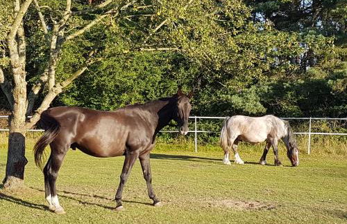Doppelhaushälfte Ostwind vom Naturhof Usedom - Foto 46