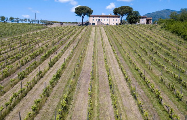 Fattoria Camigliano Wine Estate - Foto 15
