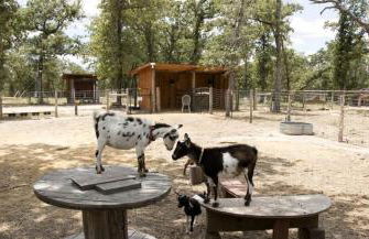 Romantic Cottage Rental on a Beautiful Farm in the Countryside near Austin, Texas - Photo 6