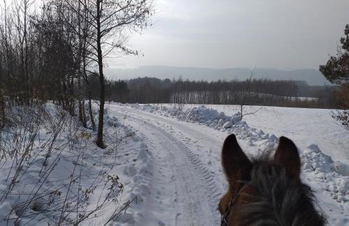 Świerkowe Rancho - Foto 13