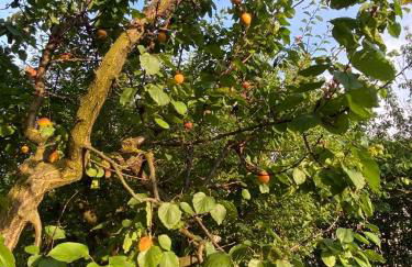 Villa Monferrina - Pool - Unesco Heritage - Photo 56