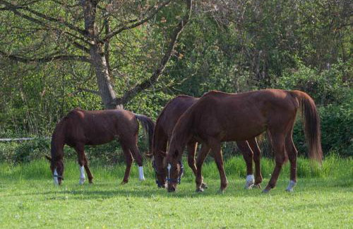 FeWo Oberle - Foto 12