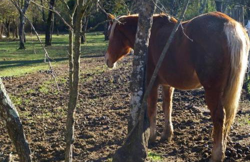 Holiday Home in Canossa With Swimming Pool, Garden, Barbecue - Foto 22