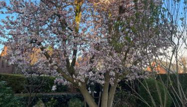 Ferienhaus Magnolie Xanten - Foto 3, Garden view