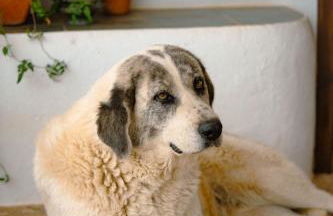 Herdade Vale de Cabras - Foto 17