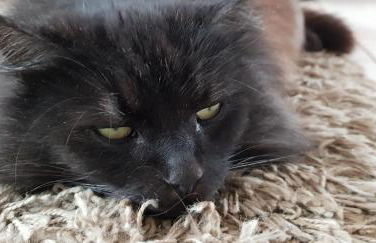 Ferienwohnung Hillig - Foto 43