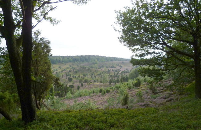 Heidetraum in der Pension Heidetraum - Photo 25