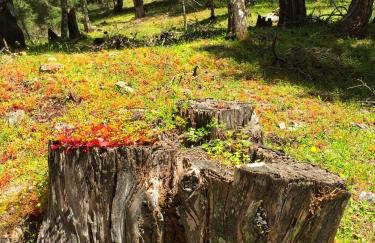 Areti's Traditional house - Foto 39