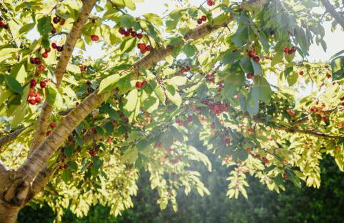 Divina Costiera - Foto 19