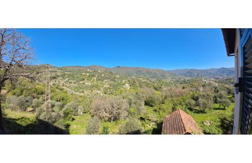 Les Oliviers - Photo 4