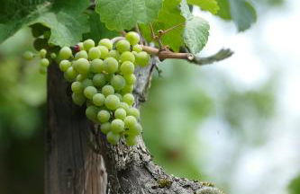 Ferienwohnung Haus am Calmont - Foto 33