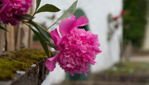 Zum-Goldenen-Schaf - Photo 2