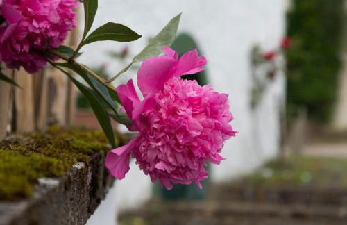 Zum-Goldenen-Schaf - Foto 2