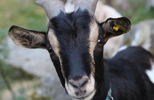 Heimerlmühle - Foto 21