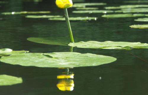 Ferienwohnungen Charlottenhof - Foto 11