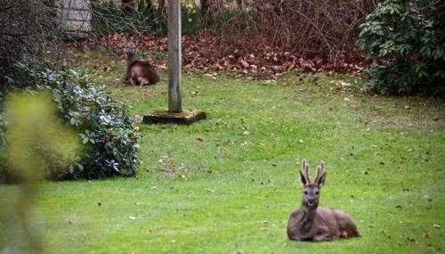 The Cabin at The Oaks - Foto 4, Garden