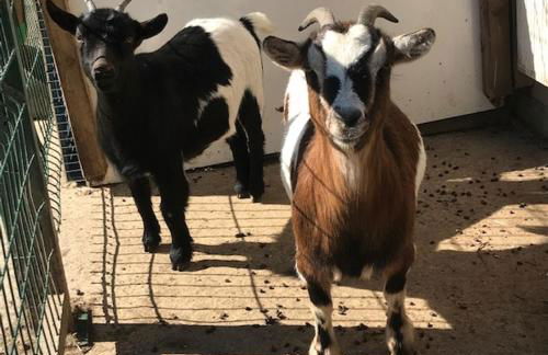 Les Cabanes de Warincthun - Foto 12