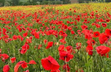 Roulotte „douceur“ - Photo 13