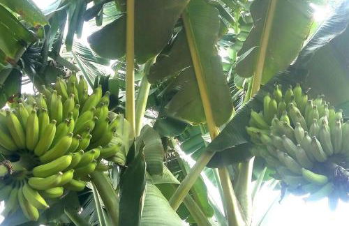 PonoMana Oasis's - Koi Cottage - Foto 55