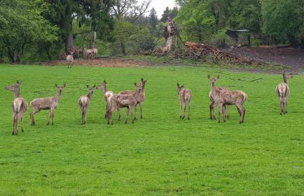Ferienwohnung im Gartenparadies - Foto 28