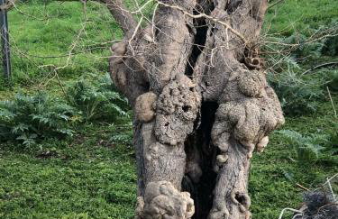 Casale Kintsugi - Foto 18