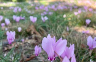 San Biagio - Foto 12