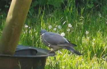 Gutshof Kehnert - Pension & Ferienwohnungen - Foto 33