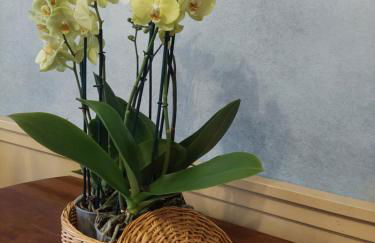 Rosa d' Inverno - Foto 16