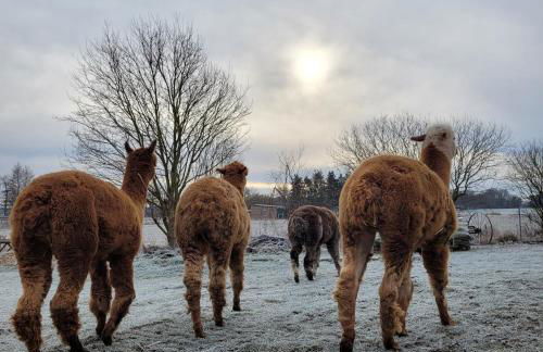 Märchenhaft urlauben auf dem Alpakahof - Foto 50