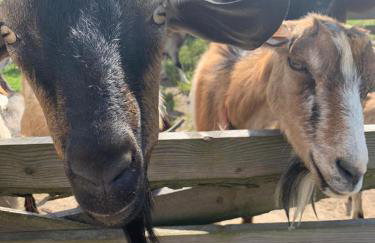 Pensjonat Przy Stajni - Foto 20