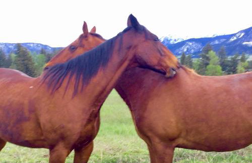 Pine Creek Cabin Livingston Montana - Foto 26