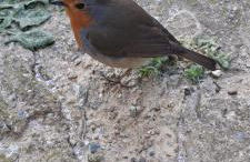 Casetta con vista - Photo 14