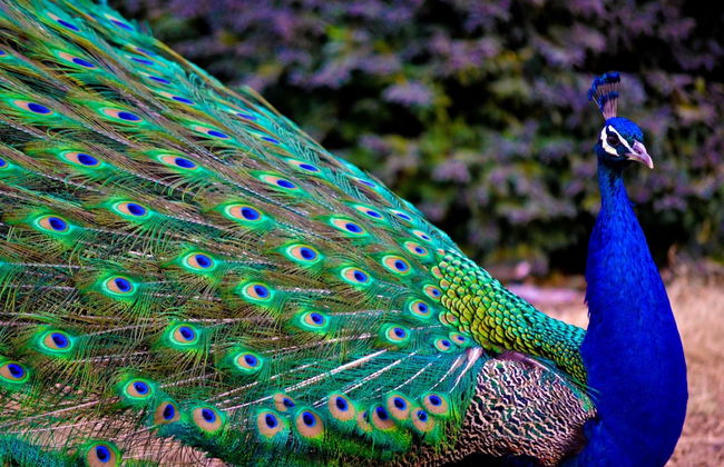 Vivian Studios - Foto 26