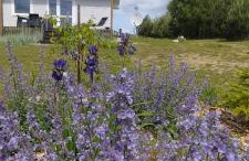 DoWielina - domki wśród natury - Foto 53