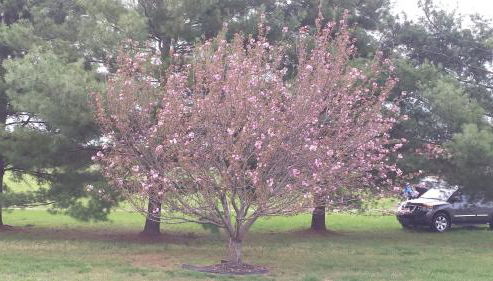 David's Fun House - Foto 3