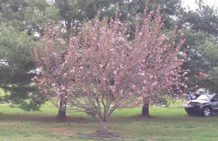 David's Fun House - Foto 3