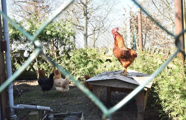 Cozy Apartment in Rerik With Sea Near - Foto 45