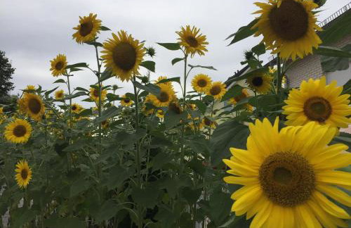 Studio Apartmani BISER 1, 2, 3 Deluxe - Foto 75