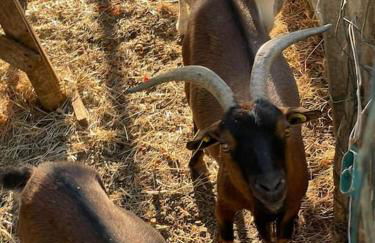 Domaine des Combes - La Ferme aux Anes 14 pers. - Foto 25