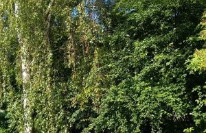 An der Alten Ziegelei - Foto 18