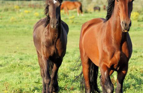 Escapada con encanto cerca de Porte-Puymorens y Andorra - Photo 26