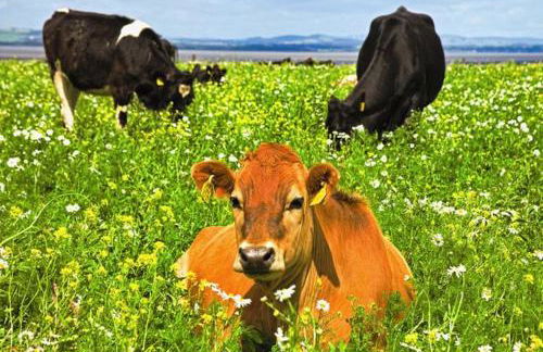 Beachcombers - Foto 63