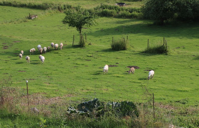 Vintage Holiday Home in Couvin near River - Foto 24
