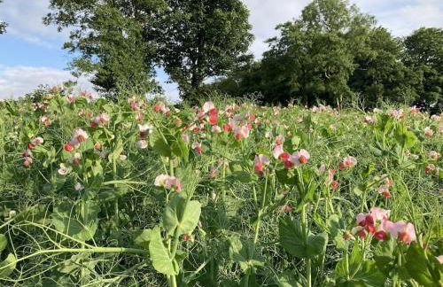 Blaengwen Bach - Photo 14