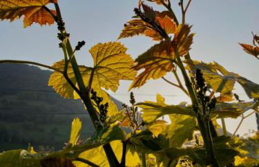 Agroturismo Erlete Goikoa -ESTAMOS EN EL CAMINO DE SANTIAGO -WE ARE ON THE CAMINO DE SANTIAGO- SENDERISMO-RUTAS Y BICICLETA - Photo 33