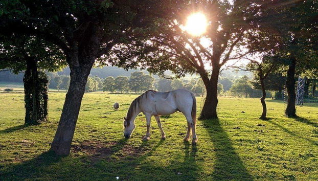 Casa Cazoleiro - Foto 3