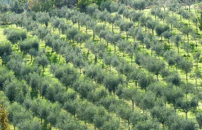 Apartment in Umbria Near Montefalco Winery - Foto 28